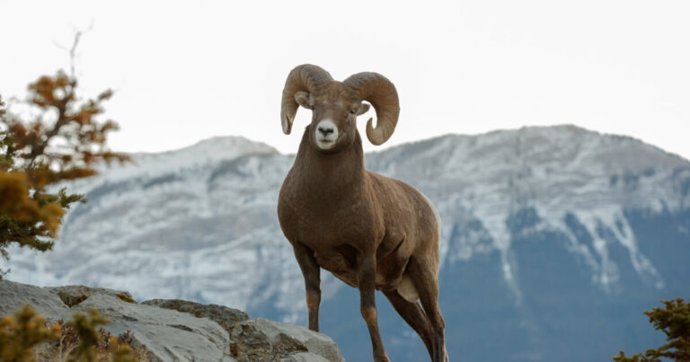 Altai Argali, Ibex and Snow Leopard: The Prey-Predator Chain That Holds the Mountain Ecosystem Together