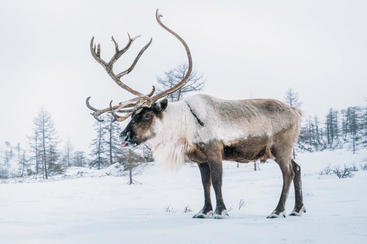 kamchatka reindeer antlers