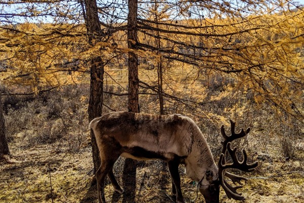 mongolia reindeer tour 05