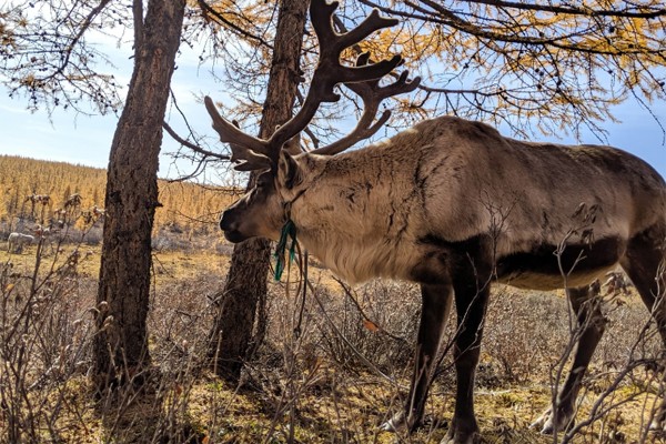 mongolia reindeer tour 06