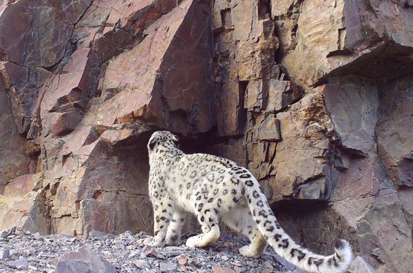Altai Mountains Animals: From Snow Leopards to Cinereous Vultures