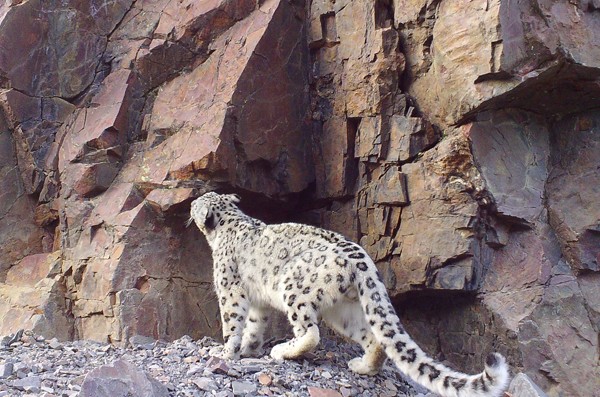 snow leopard 02