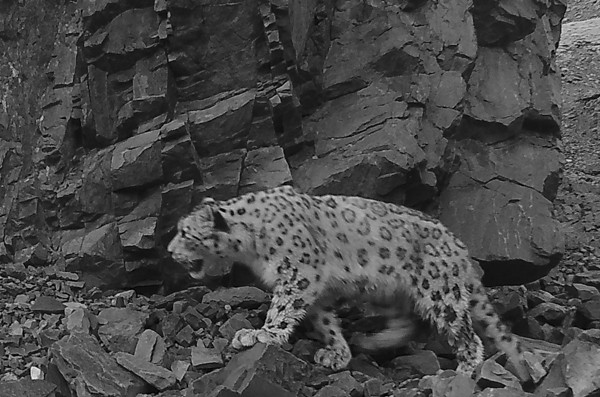 snow leopard 03