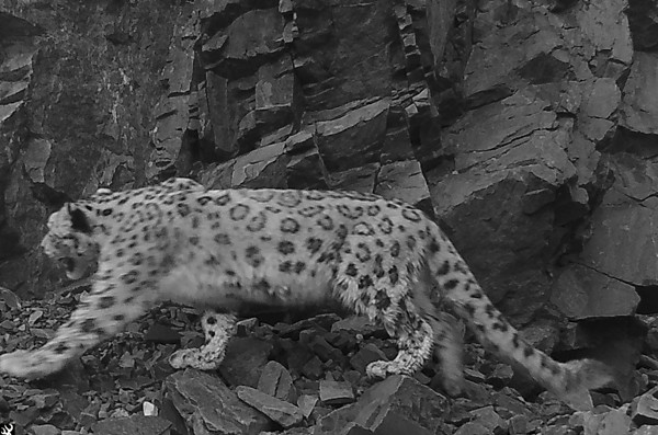 snow leopard 04