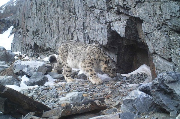 snow leopard 05