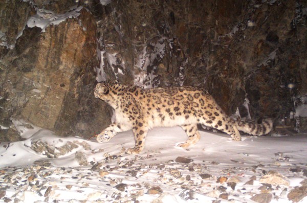 snow leopard 07