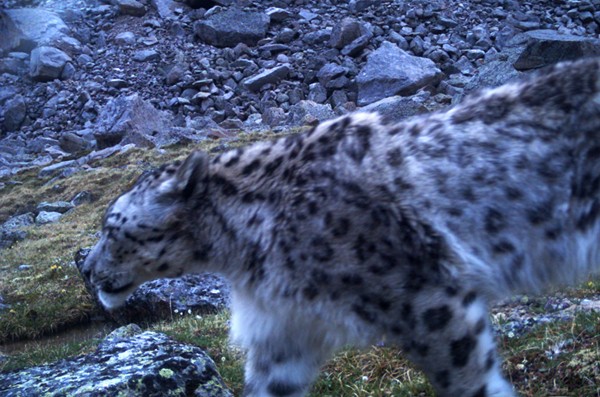 snow leopard 08