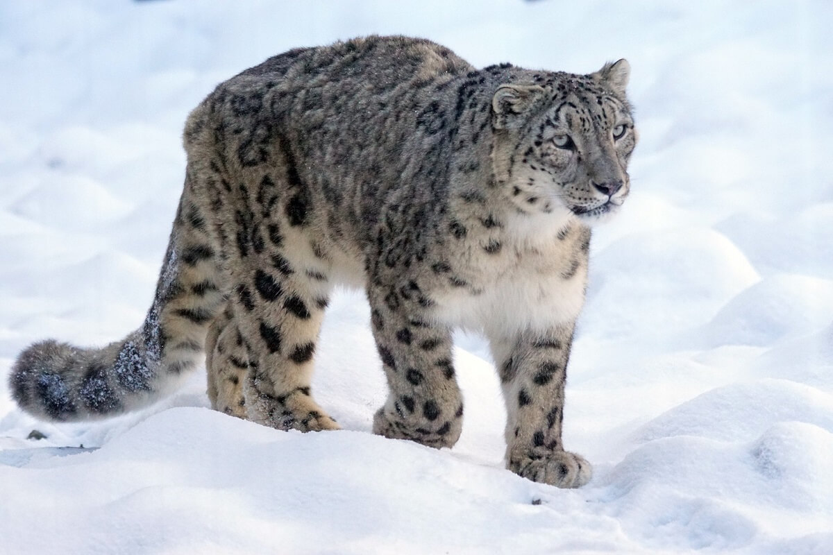 Adult snow leopard standing alert on a snow-dusted Altai mountain ridge in Mongolia.
