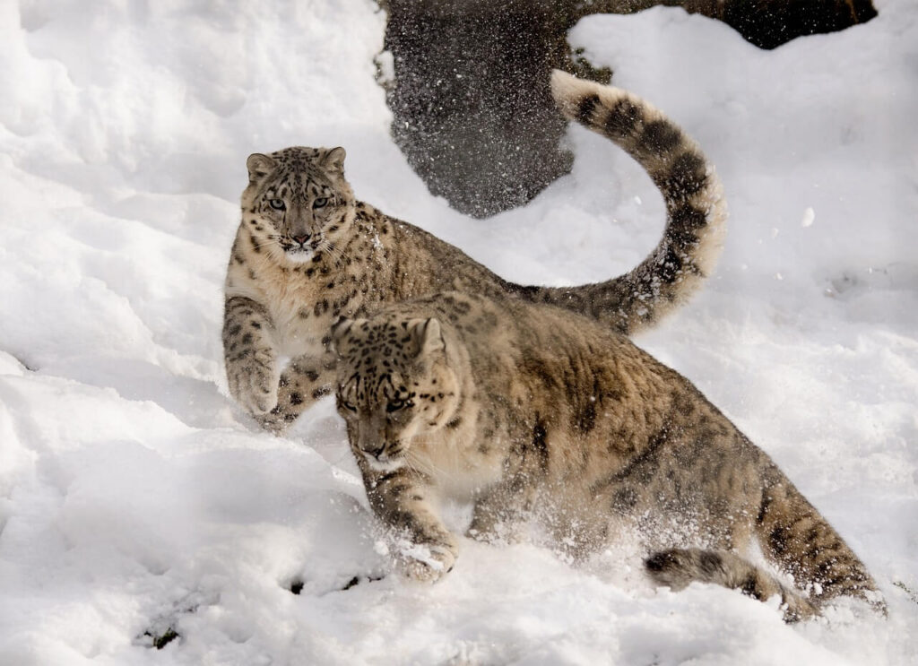 snow leopard photography tour