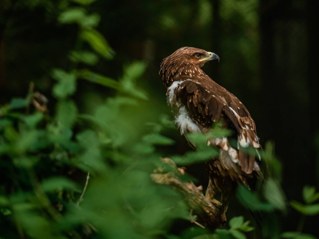 Fun facts about Golden eagles