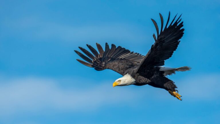 Eagle Facts: Soaring with Eagles and Discovering Their Majestic World