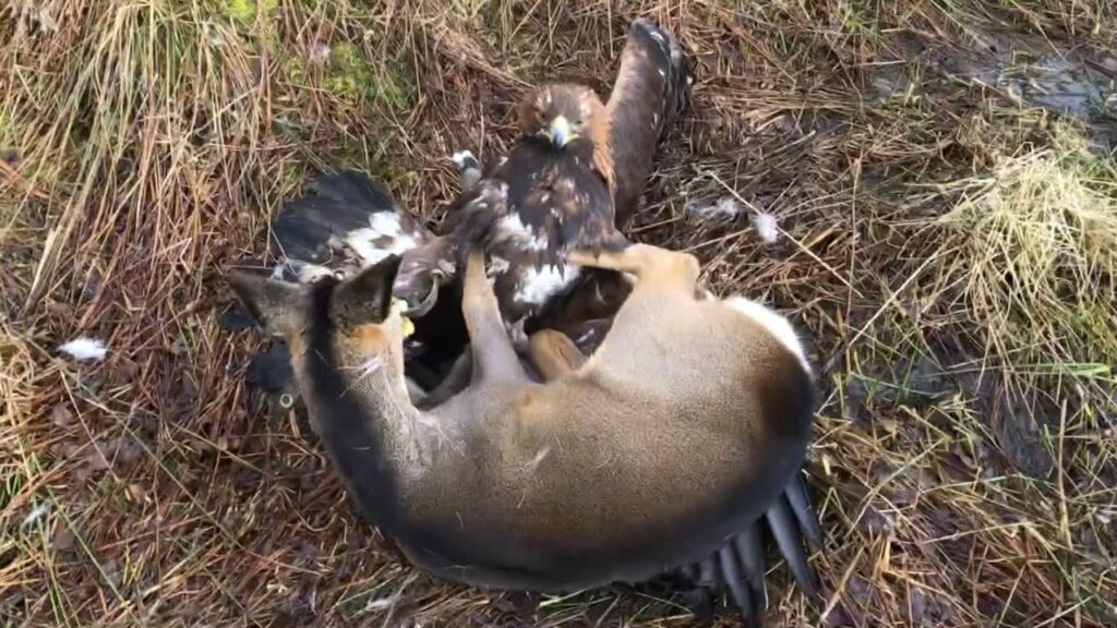 golden eagle vs deer