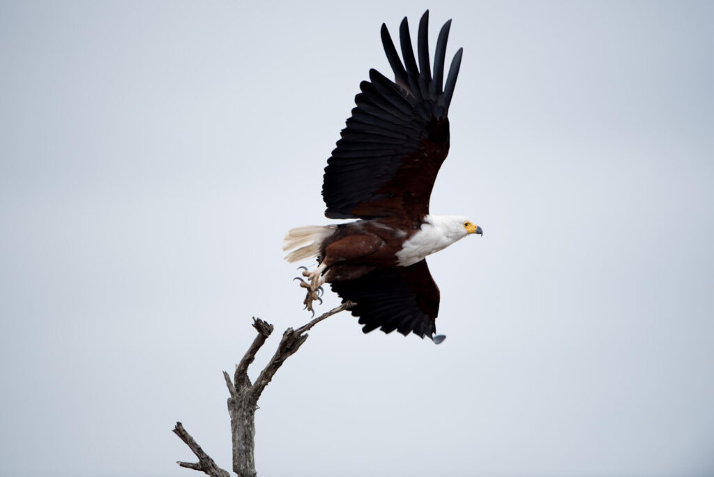 low angle shot beautiful eagle flying sky 1