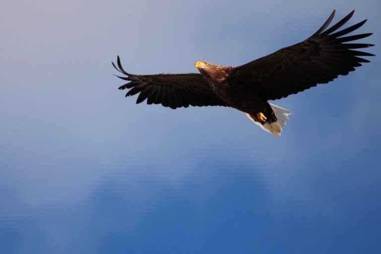 Eagle Sighting: Nature’s Majestic Display