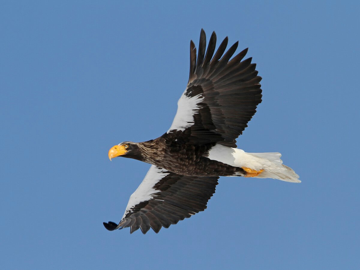4 Types of Eagles + 15 Coolest Species (Photos & Facts)