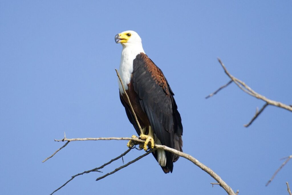 african fish eagle 1