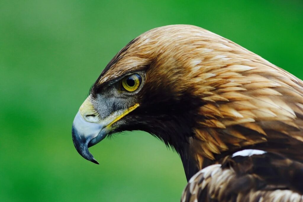 Eagle types