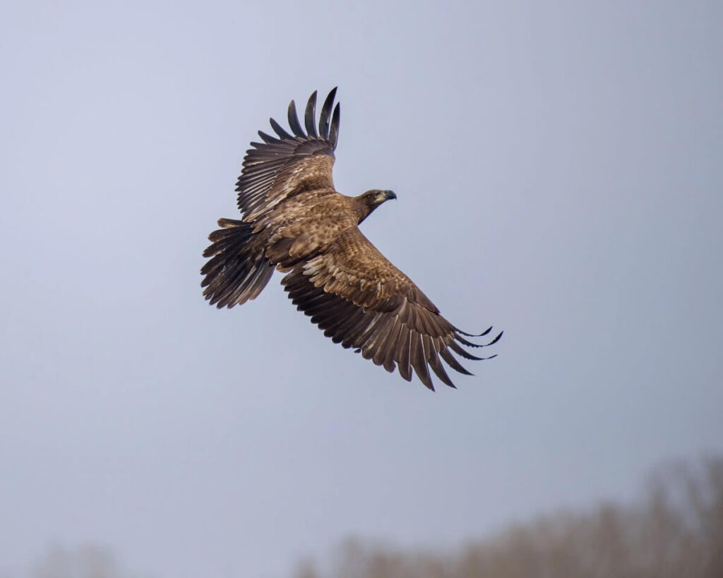 flying eagle 1