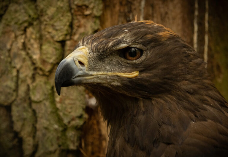 Steppe Eagle: 10 Fascinating Insights