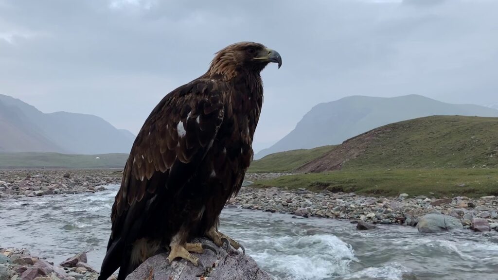 10 Things you must know about Eagle Mongolian