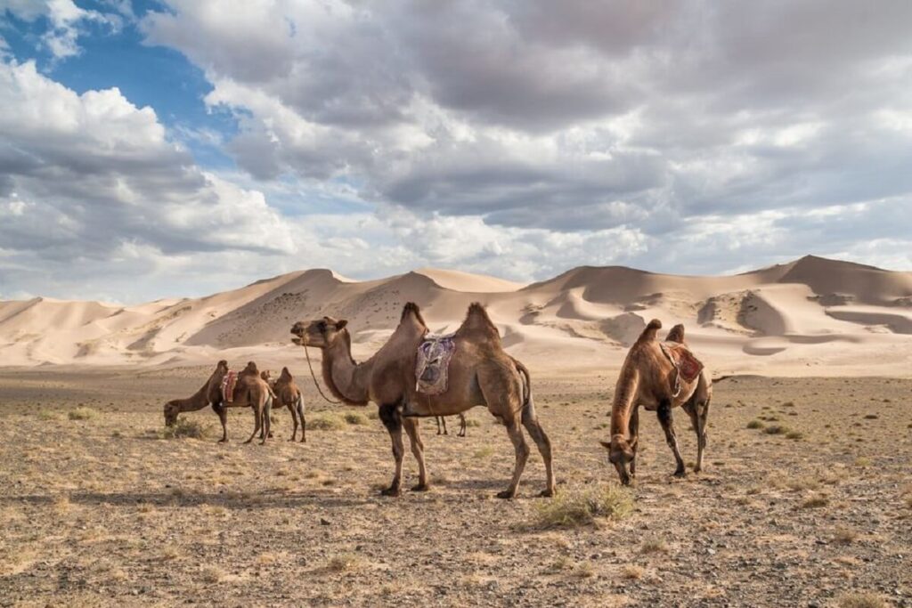 Gobi Gurvansaikhan National Park camels