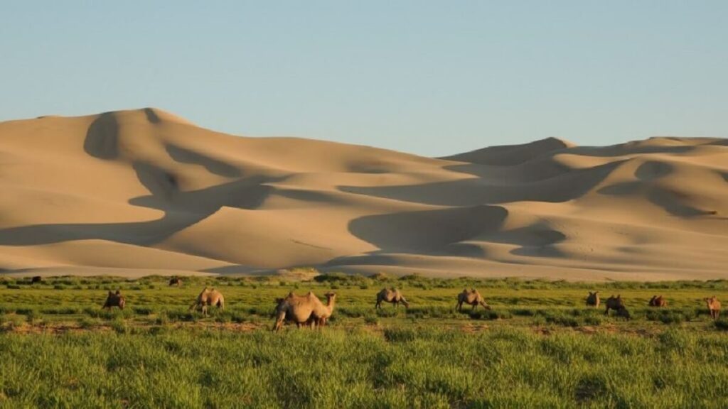 Khongoryn Els