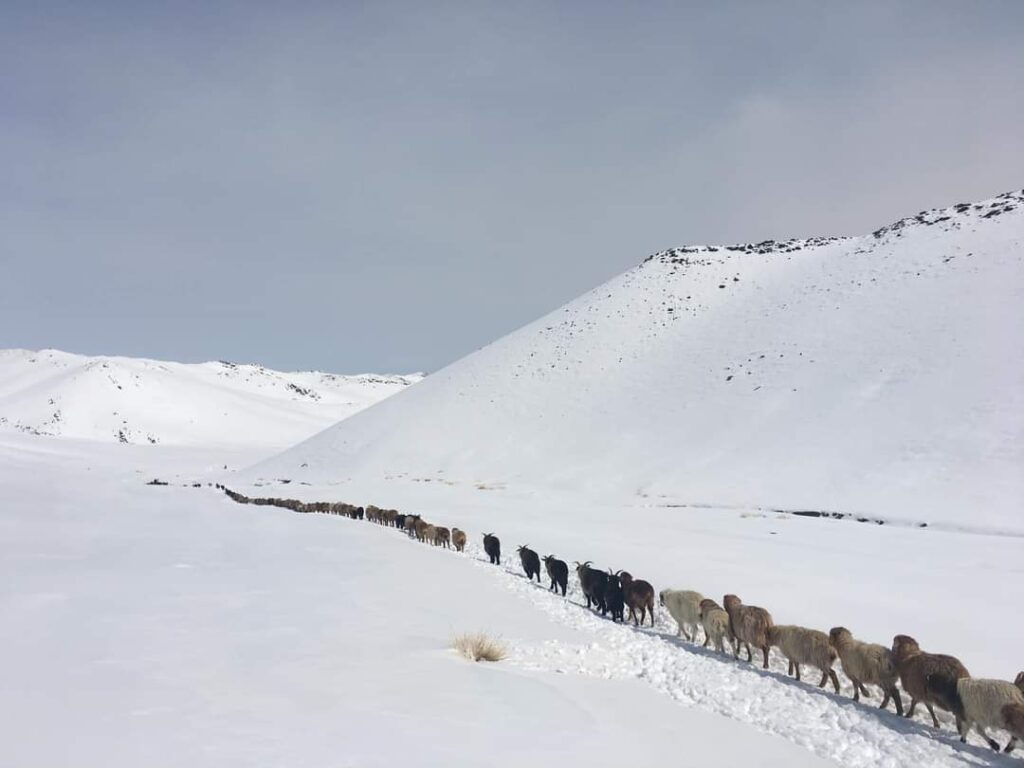 Migration in Altai 1