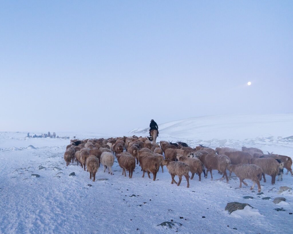 Mongolia Migration 1