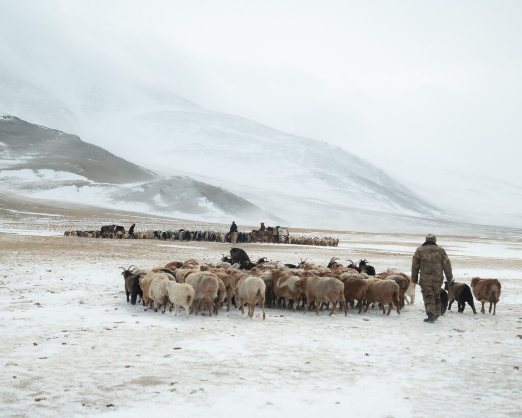 Nomadic Migration 1