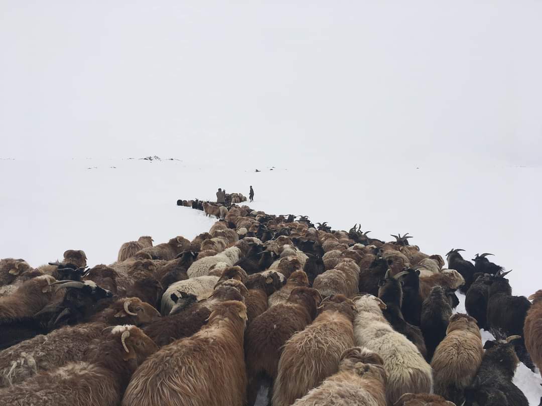Kazakh nomads migrating with camels across the western Mongolia steppe