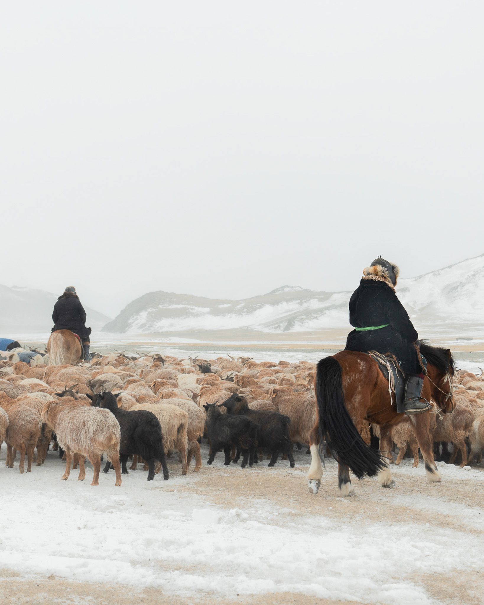 Nomad family migrating with camels through snow in the Altai winter