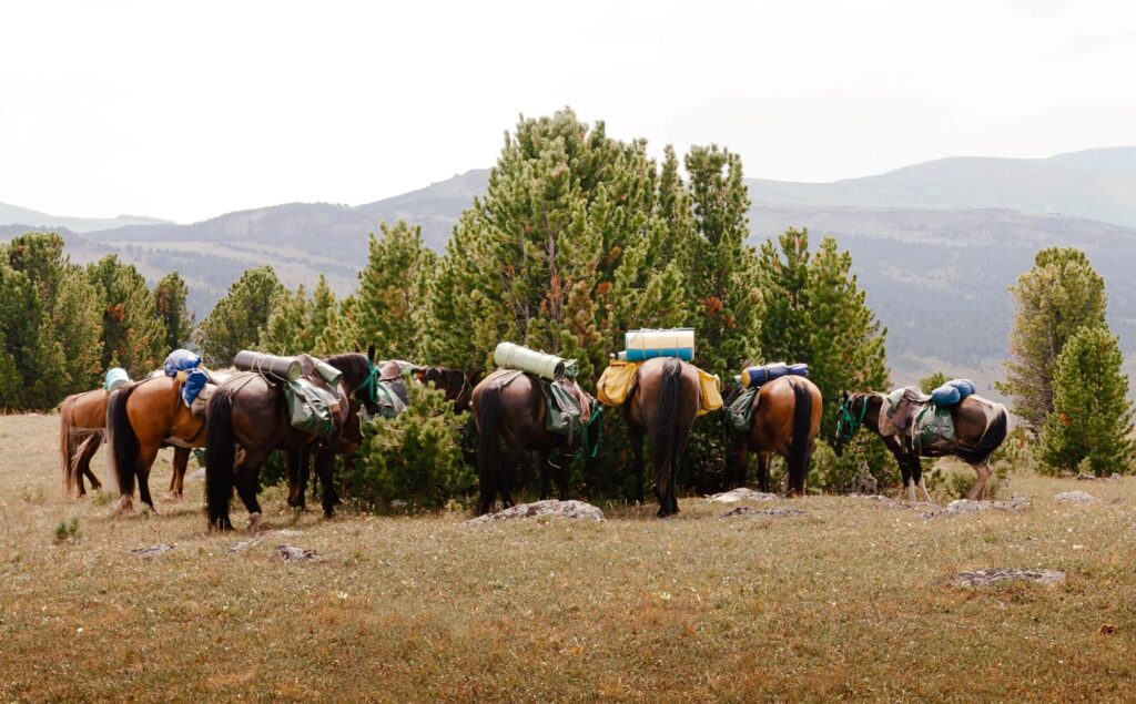 Horses and Nomadic Life in the Altai Mountains