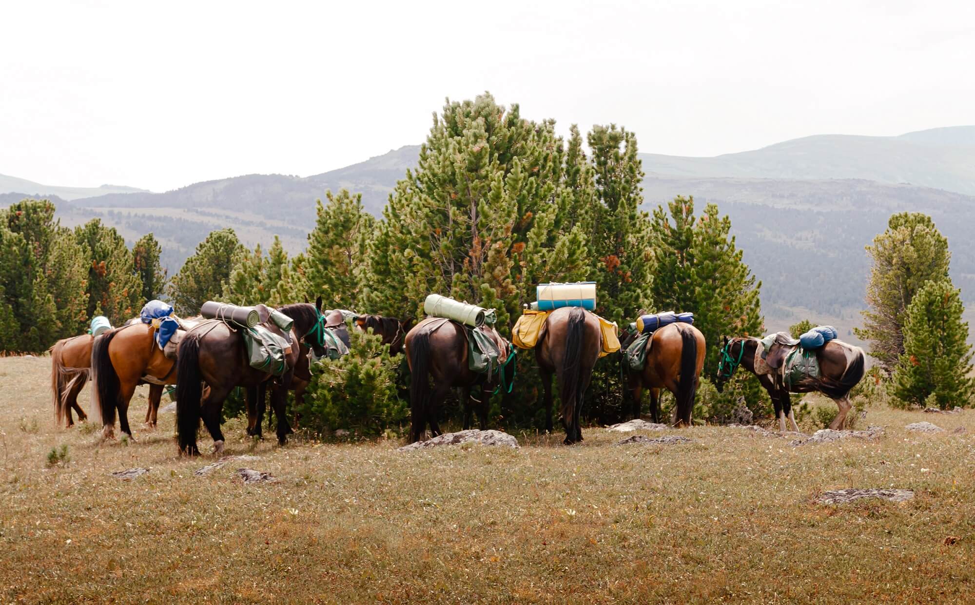 Horses and nomadic life in the Altai Mountains