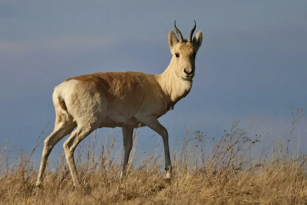 Gazelle,_Mongolian