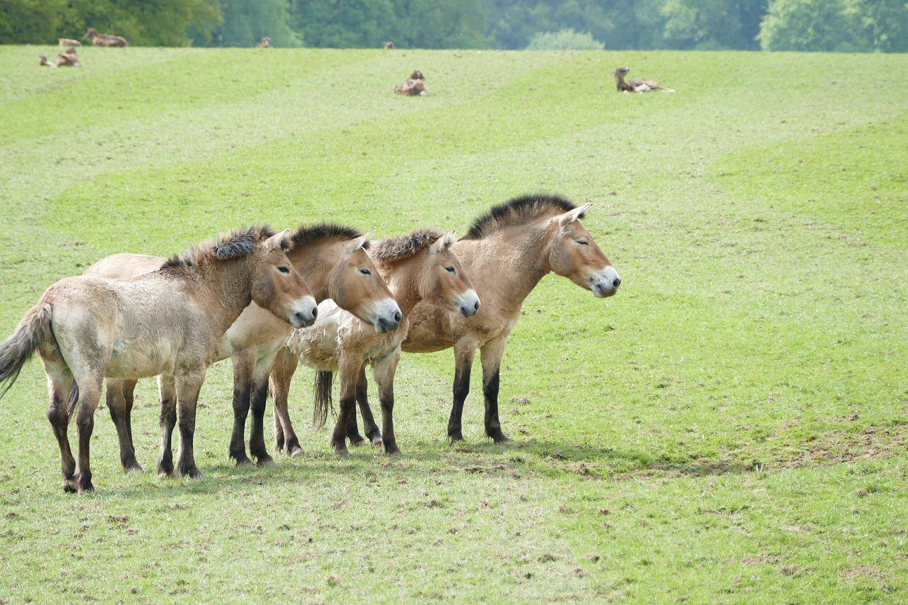 Khustain Nuruu (Hustai) National Park, home of reintroduced takhi