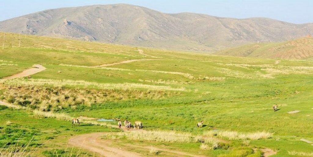 hustai khustain nuruu national park
