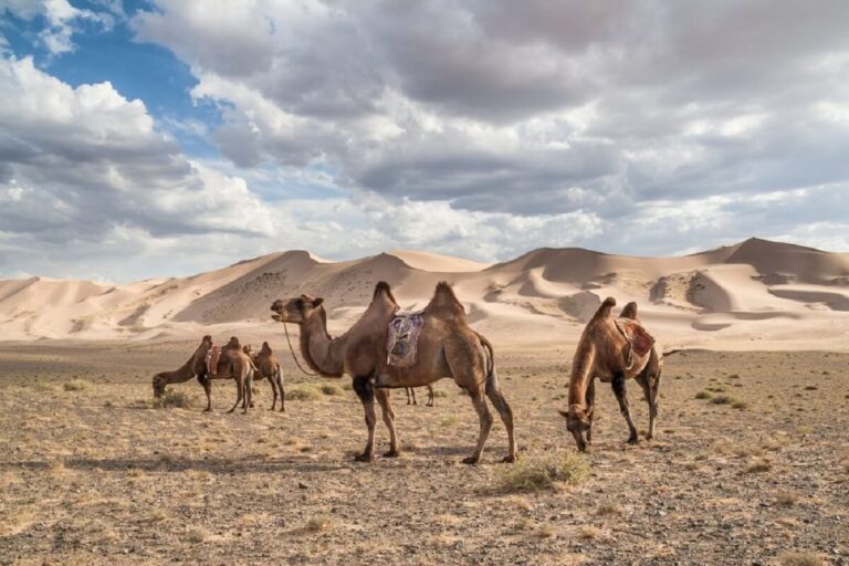 Gobi Gurvansaikhan National Park: A Haven of Biodiversity and Cultural Heritage in Mongolia’s Desert Landscape