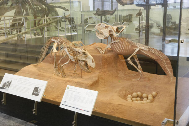 protoceratops andrewsi eggs skeletons ornthiscian hall full 610