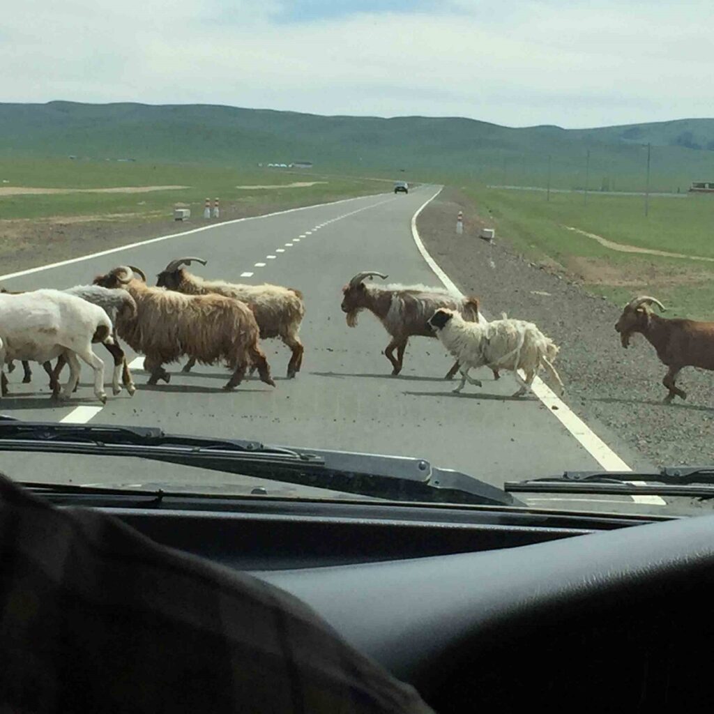 1 Sheep Goats on Road