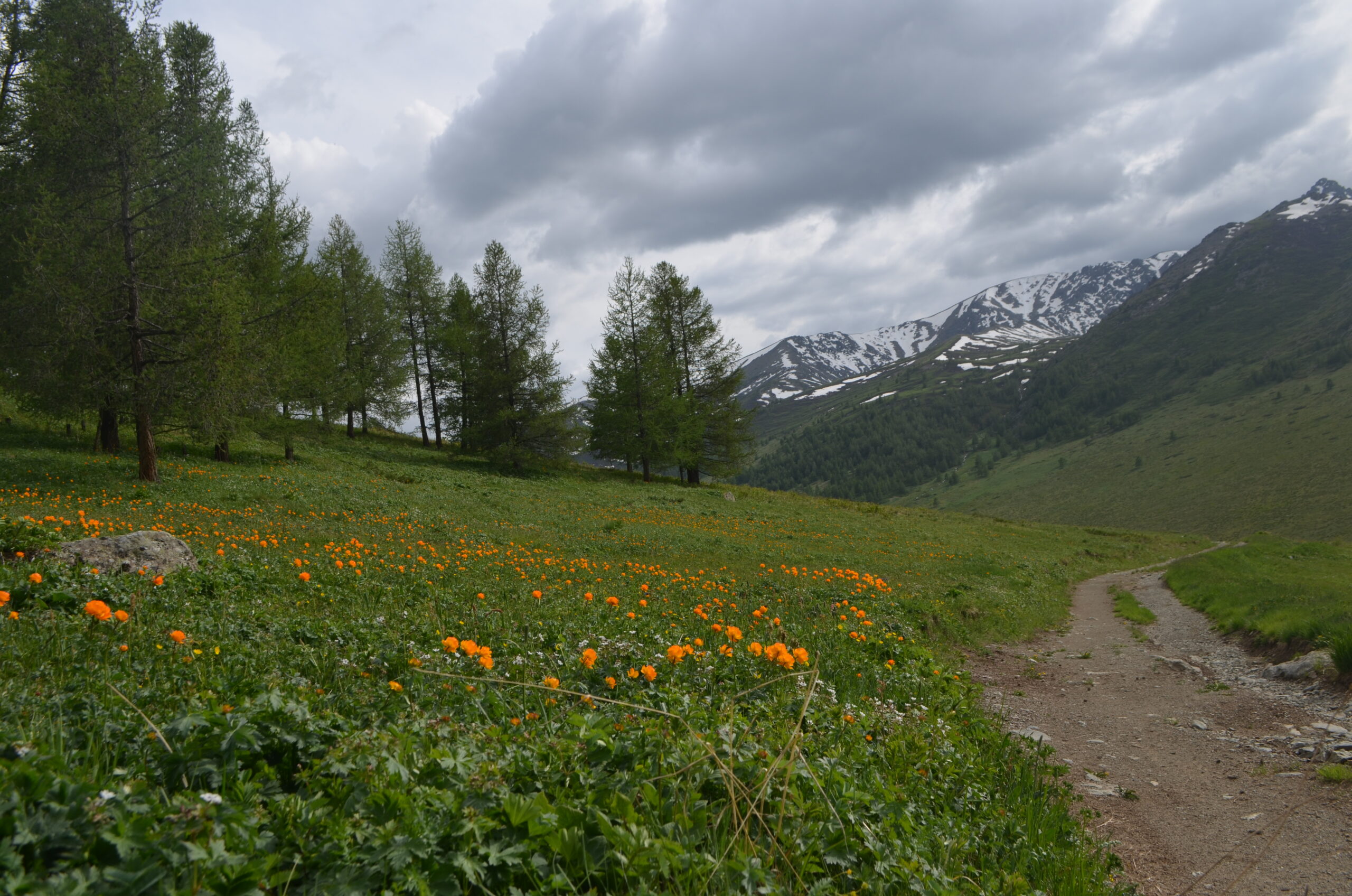Tents pitched on a wide green Altai valley with snow-capped peaks behind