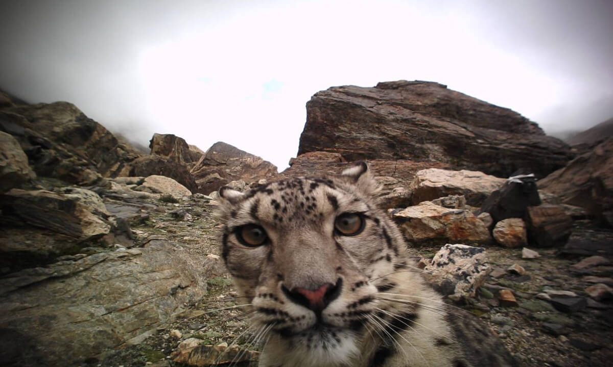 snow leopard community