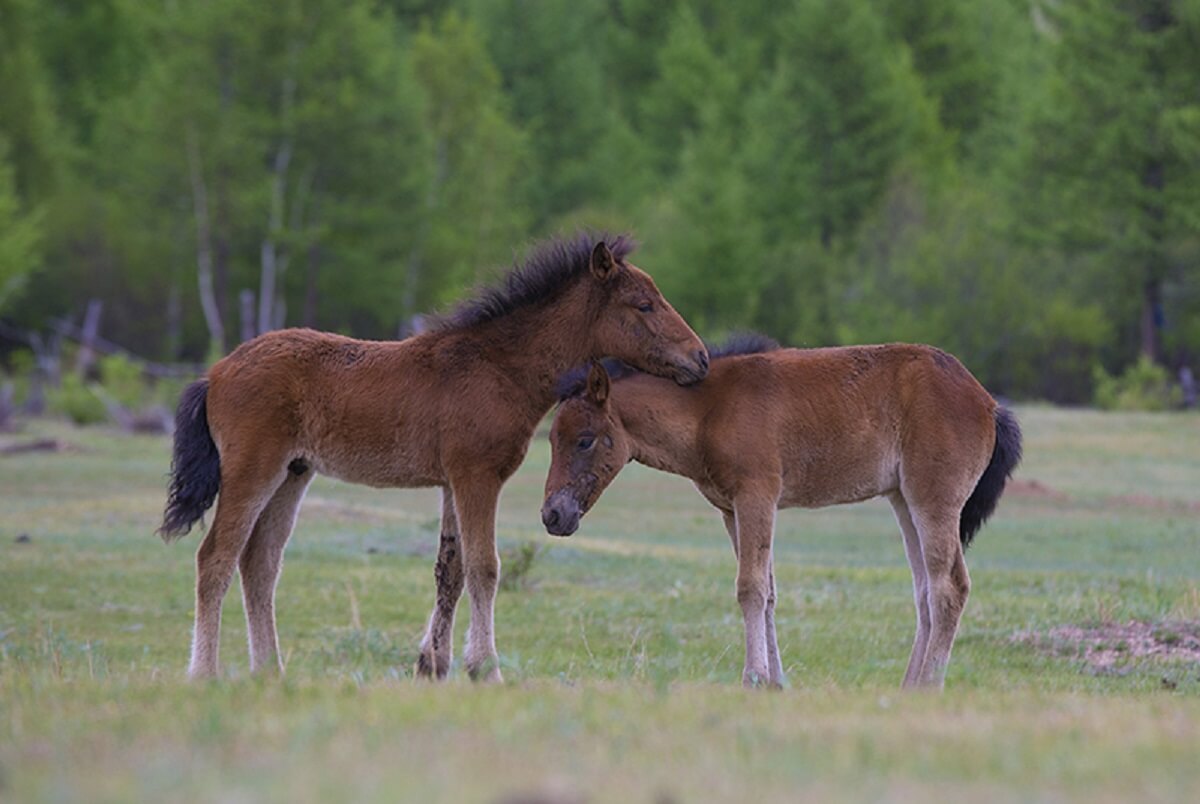 beautiful foal mongolia photos