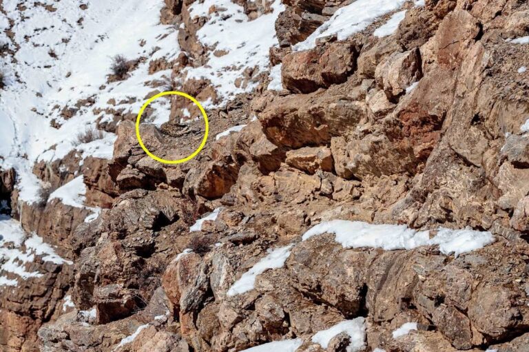 How does snow leopard camouflage?