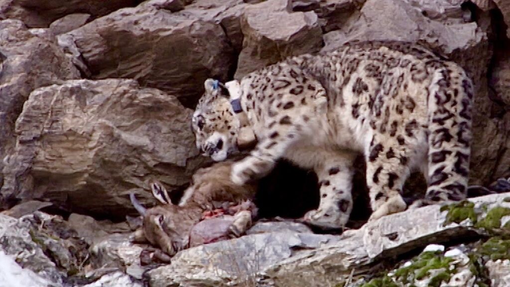 incredible snow leopard hunting 1 1