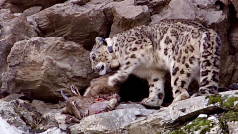 Snow leopard diet and prey