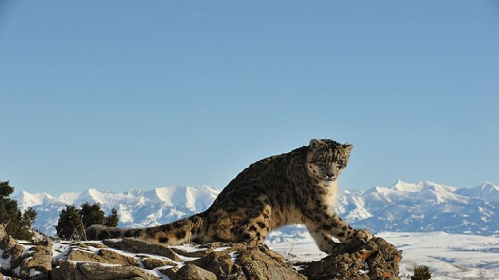 snow leopard habitat