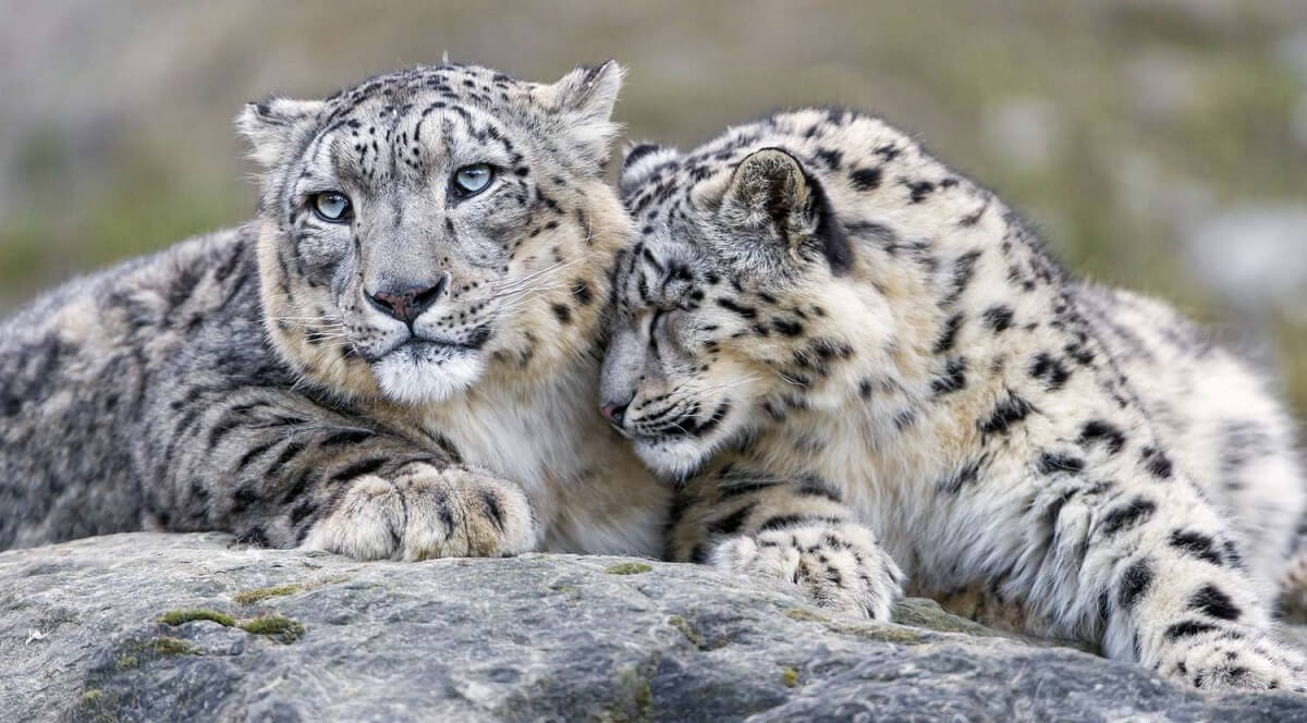 two snow leopard