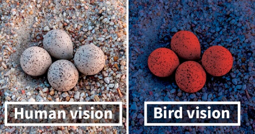 Eagle Eyesight vs Human: 8X Sharper Vision Explained