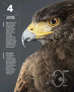 Eagle Vision vs. Human Vision - Discover Altai
