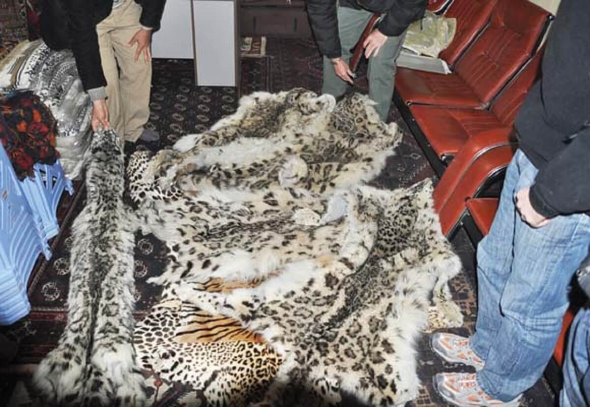 Poaching and Illegal Trade